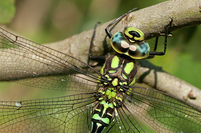 BUITEN BEELD Foto: 136784