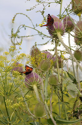BUITEN BEELD Foto: 136785