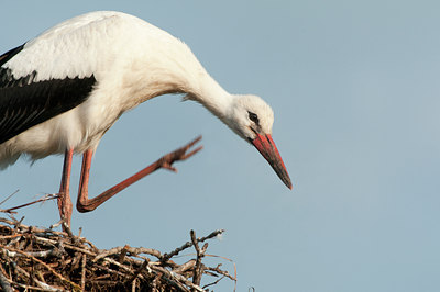 BUITEN BEELD Foto: 136786