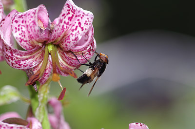 BUITEN BEELD Foto: 136854