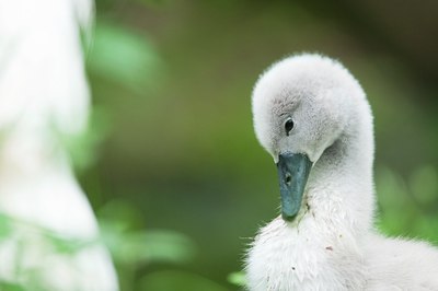 BUITEN BEELD Foto: 136862