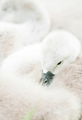 BUITEN BEELD Foto: 136864