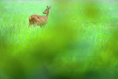 BUITEN BEELD Foto: 136877