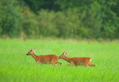 BUITEN BEELD Foto: 136885