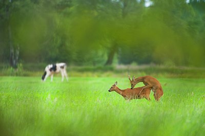 BUITEN BEELD Foto: 136886