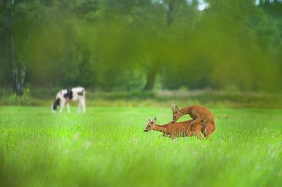 BUITEN BEELD Foto: 136887