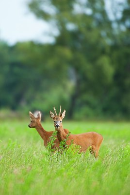 BUITEN BEELD Foto: 136890