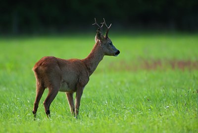 BUITEN BEELD Foto: 136893