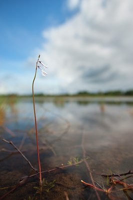 BUITEN BEELD Foto: 136907