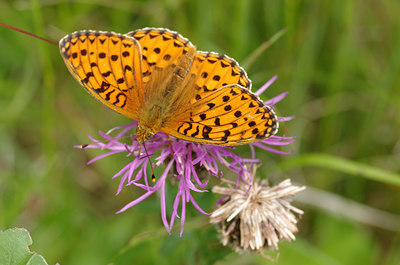 BUITEN BEELD Foto: 136946