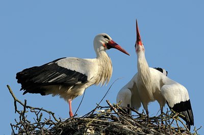 BUITEN BEELD Foto: 136958