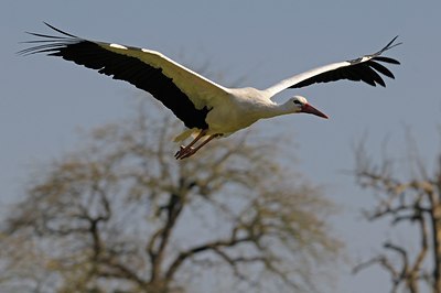 BUITEN BEELD Foto: 136962