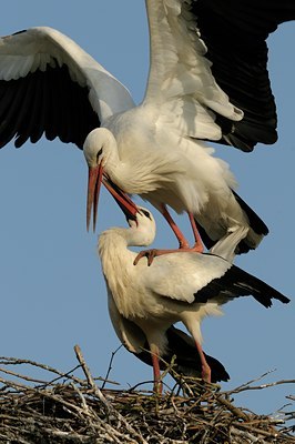 BUITEN BEELD Foto: 136967