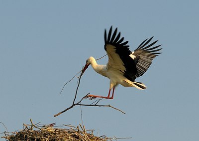 BUITEN BEELD Foto: 136974