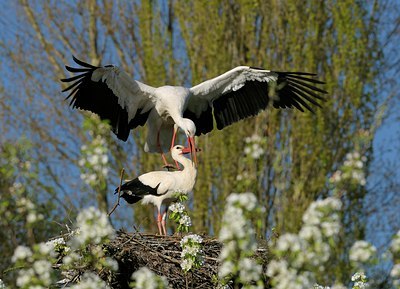 BUITEN BEELD Foto: 136977