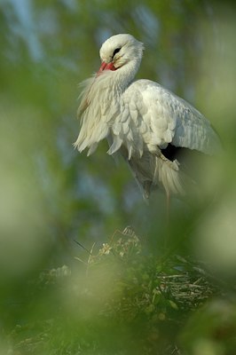 BUITEN BEELD Foto: 136979