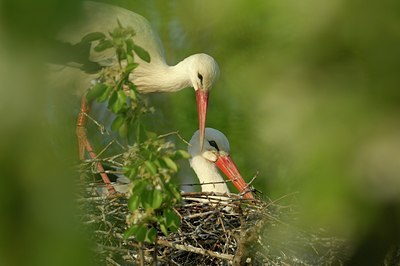 BUITEN BEELD Foto: 136983