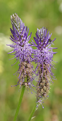 BUITEN BEELD Foto: 136984