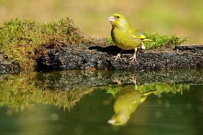 BUITEN BEELD Foto: 136993