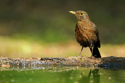 BUITEN BEELD Foto: 137009