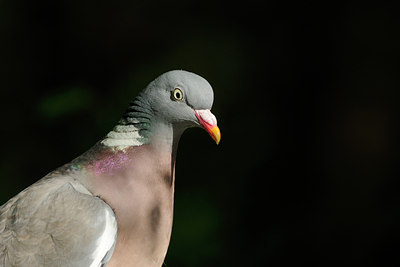BUITEN BEELD Foto: 137013
