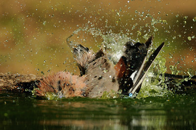 BUITEN BEELD Foto: 137019