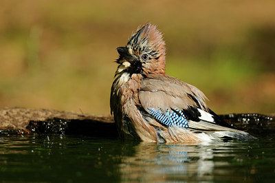 BUITEN BEELD Foto: 137020