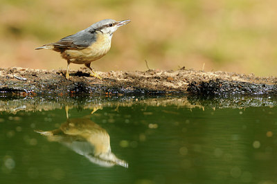 BUITEN BEELD Foto: 137025