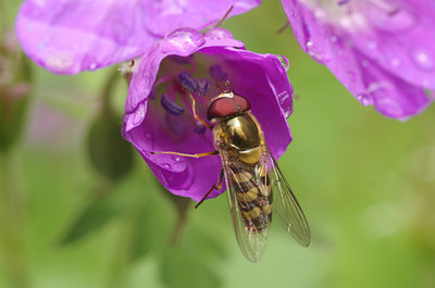 BUITEN BEELD Foto: 137040