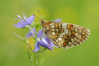 BUITEN BEELD Foto: 137041