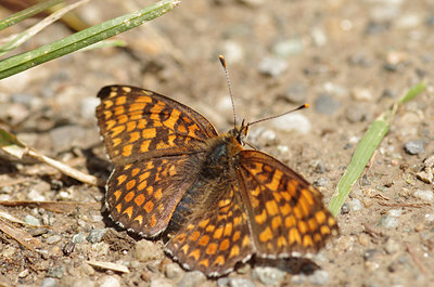 BUITEN BEELD Foto: 137042
