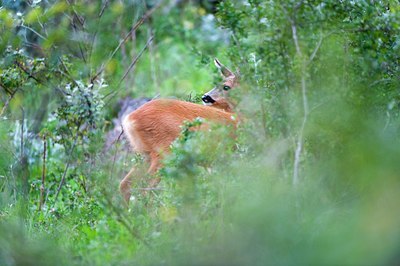 BUITEN BEELD Foto: 137066