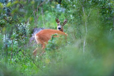 BUITEN BEELD Foto: 137068