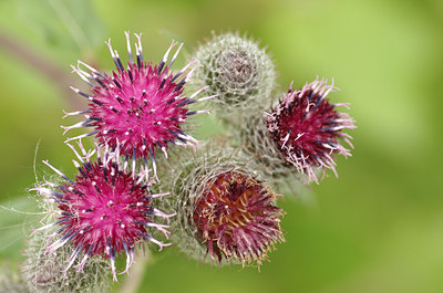 BUITEN BEELD Foto: 137165