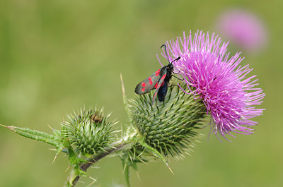 BUITEN BEELD Foto: 137180