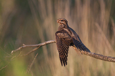 BUITEN BEELD Foto: 137185