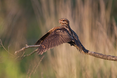 BUITEN BEELD Foto: 137187