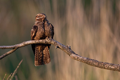BUITEN BEELD Foto: 137189