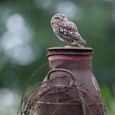 BUITEN BEELD Foto: 137201