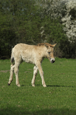 BUITEN BEELD Foto: 137210