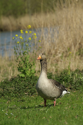BUITEN BEELD Foto: 137211