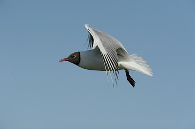BUITEN BEELD Foto: 137212