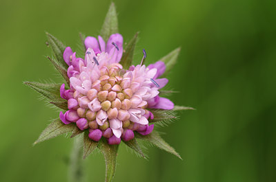 BUITEN BEELD Foto: 137257