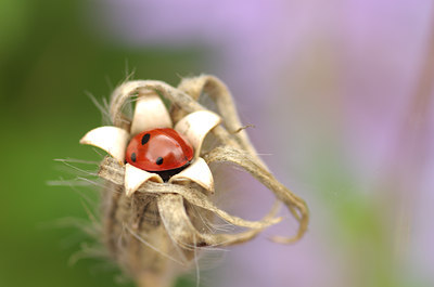 BUITEN BEELD Foto: 137265