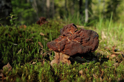 BUITEN BEELD Foto: 137267