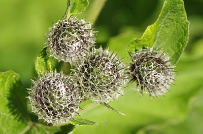 BUITEN BEELD Foto: 137329
