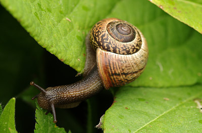BUITEN BEELD Foto: 137343