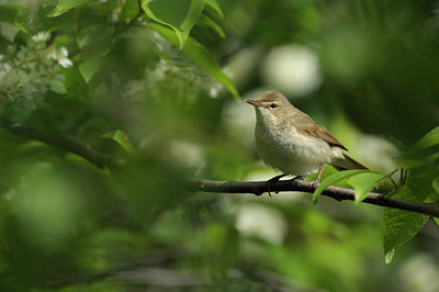 BUITEN BEELD Foto: 137359