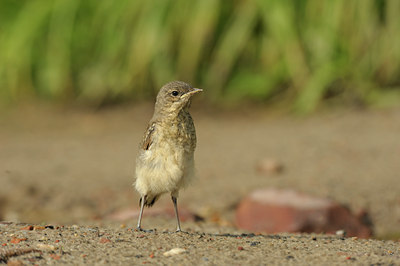 BUITEN BEELD Foto: 137367
