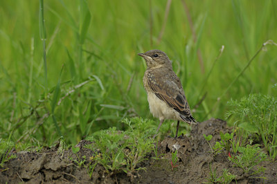 BUITEN BEELD Foto: 137369